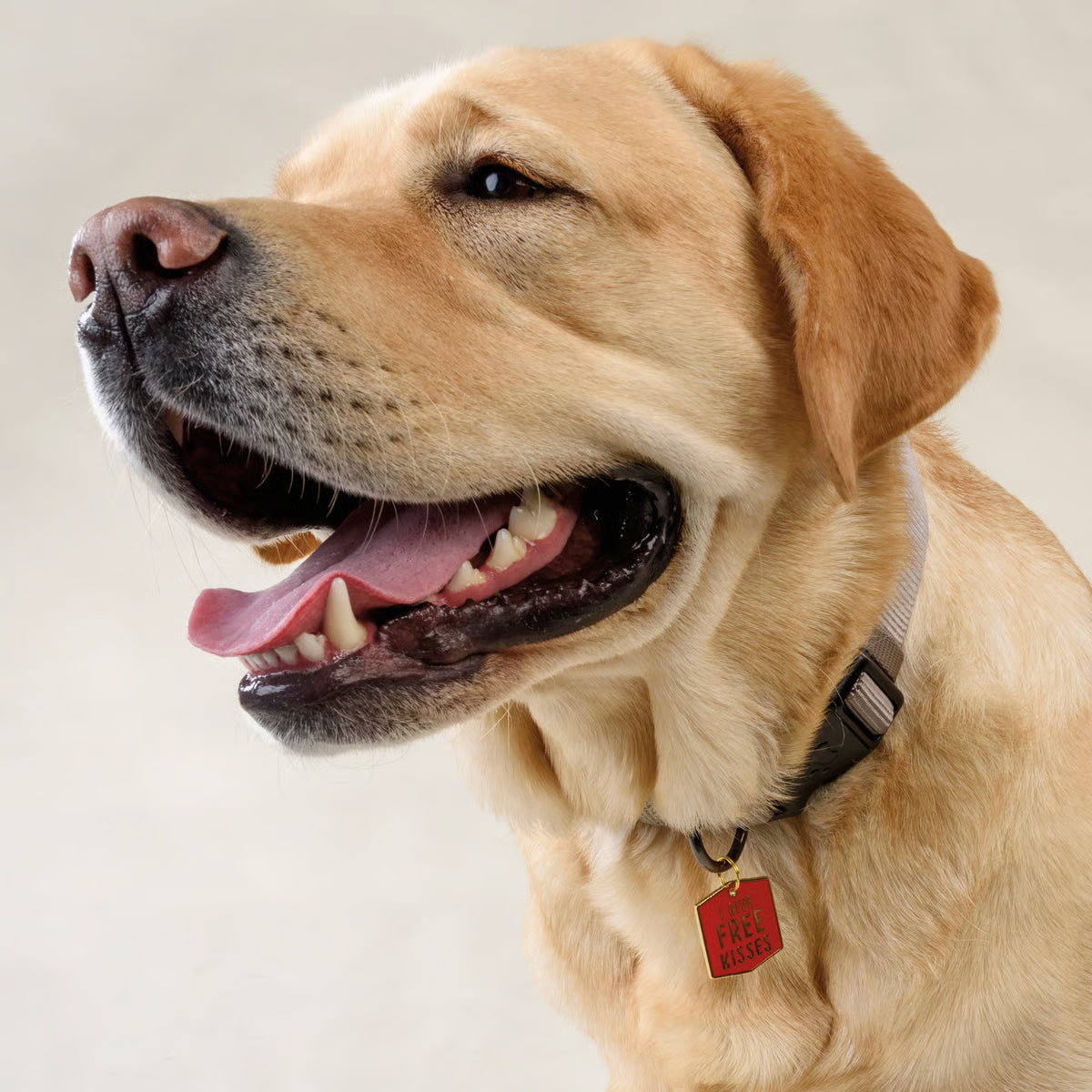 Happy dog with a red tag on a light background. Dog collar charm says I give free kisses.