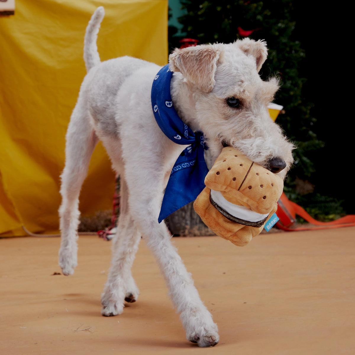 A white dog standing with a Bark S'mores plush Dog toy against a orange and brown background.