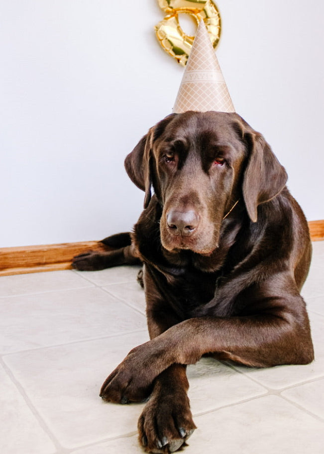 A chocolate Labrador retriever lying on a light tile floor, wearing a beige party hat with a gold balloon visible in the background.