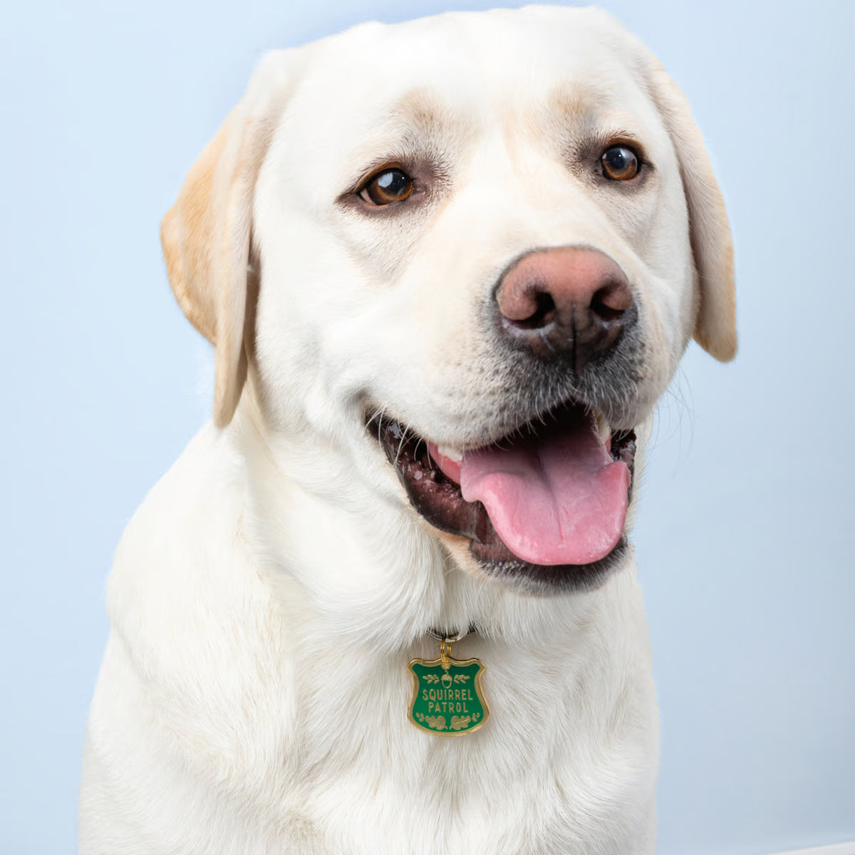 Yellow Labrador wearing a green and gold collar charm with the words Squirrel Patrol. With background is behind the dog