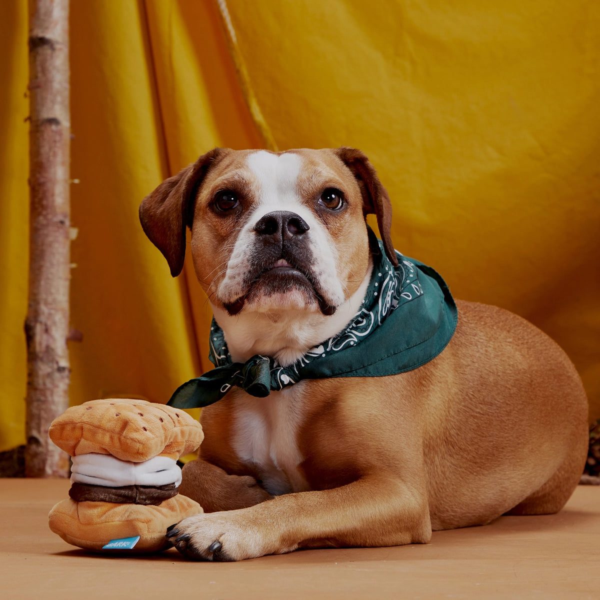 Bark More S'mores plush dog toy with crinkle texture and stretch bungee placed next to a brown and white dog. Dog is wearing a green bandana